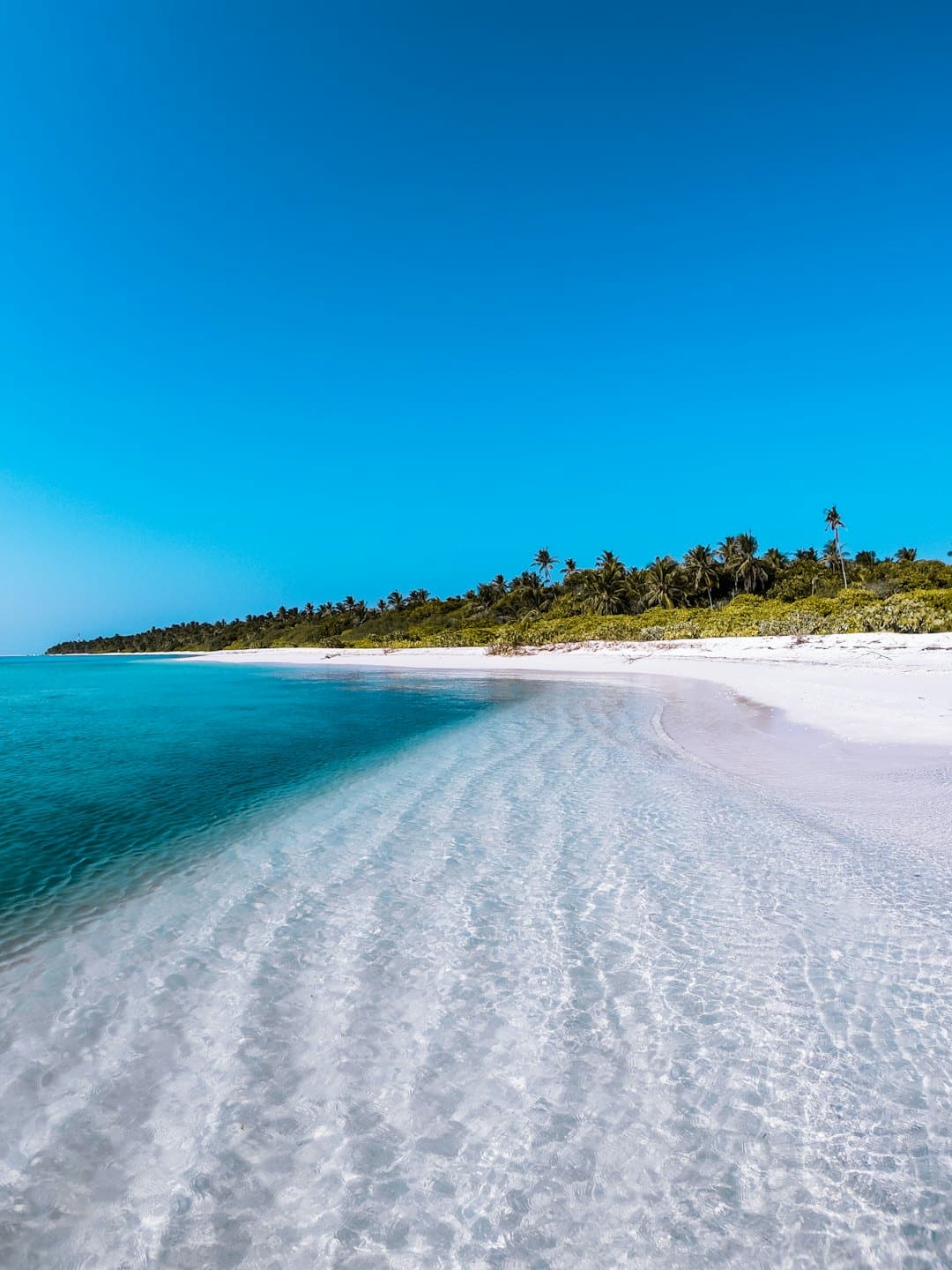 Palme su una spiaggia tropicale con acqua turchese.